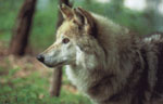 canis lupus baileyi