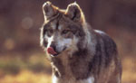 canis lupus baileyi