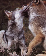 couple de Loup.
