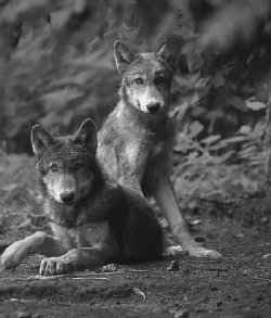 cliquer ici pour la couleur